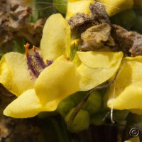 Dark Mullein
